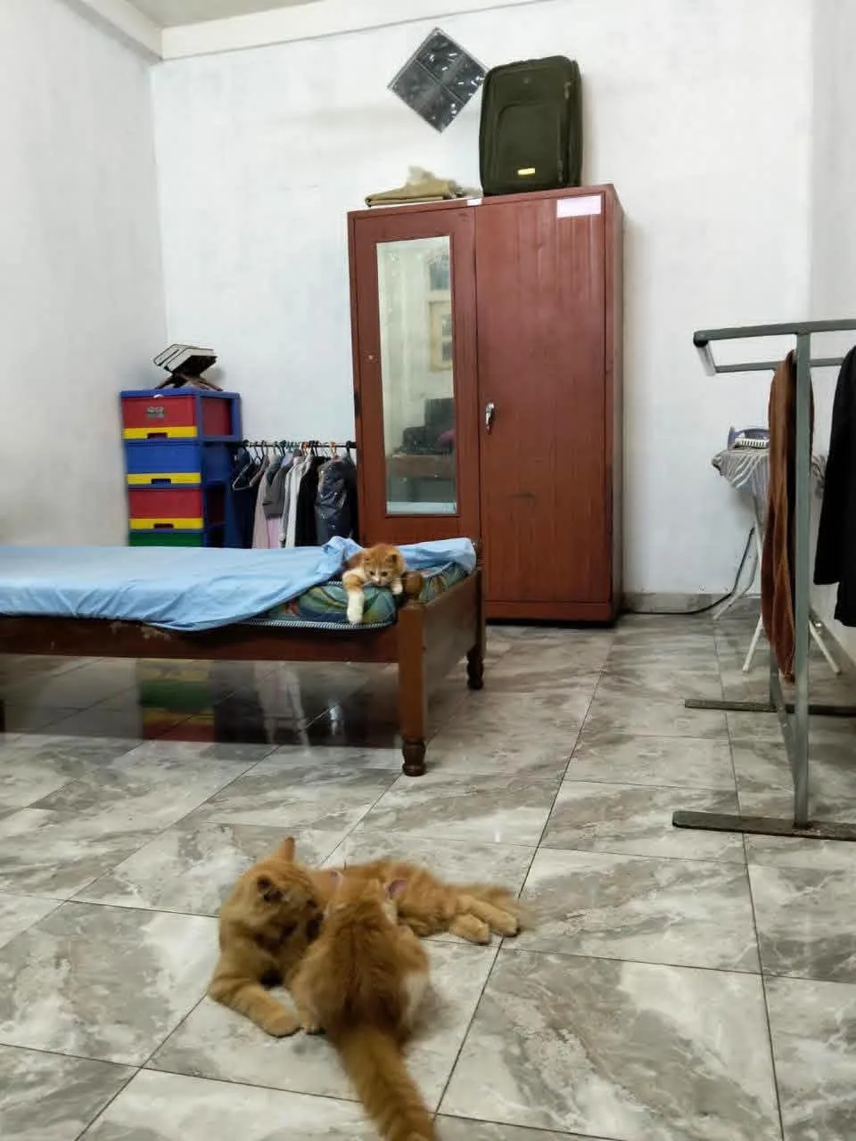 🏡 2-STOREY HOUSE FOR RENT – KIRULAPONE, COLOMBO 05 photo 2